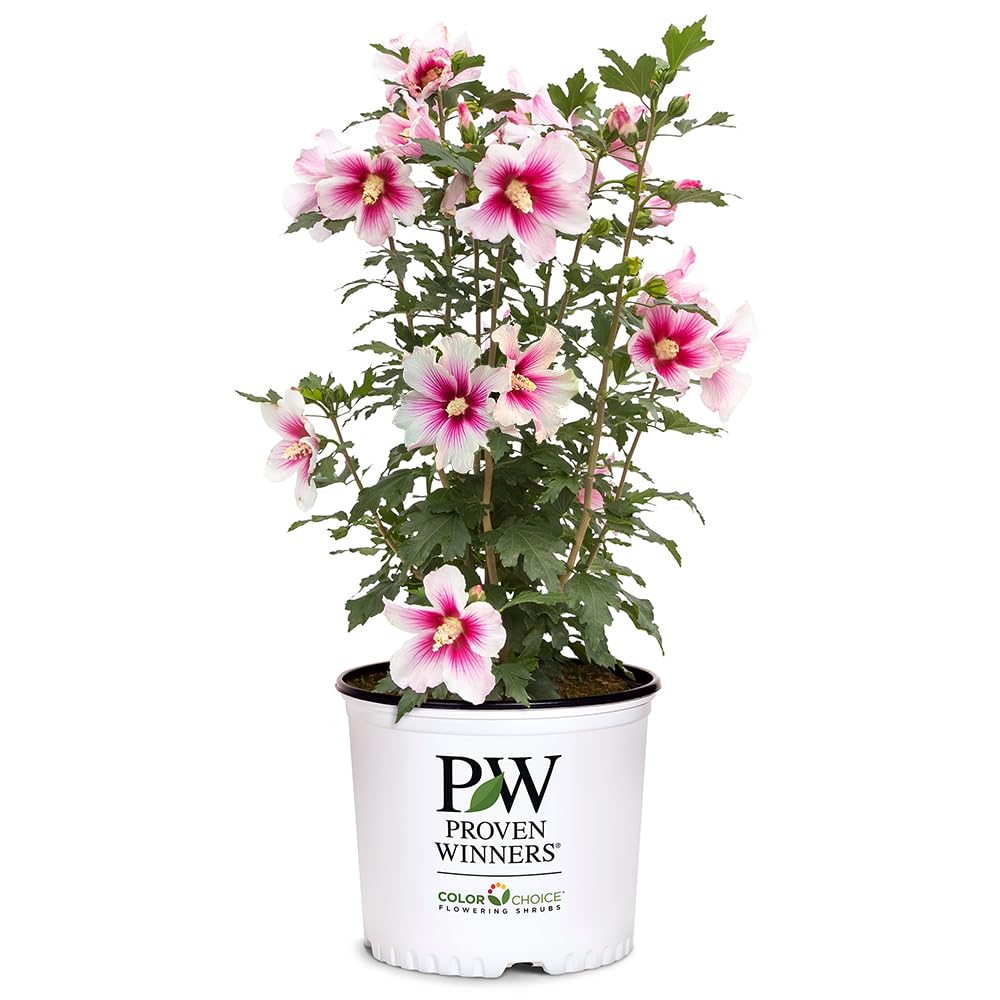 Proven Winners Rose of Sharon Pink Ink