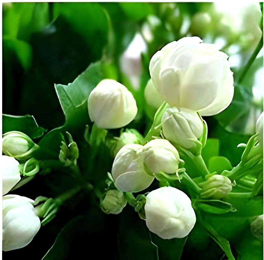 Image of Hidden Enterprise-Most Beautiful Home Garden Healthy Live All Season Wing Dong Jasmine Plant Tree || For Outdoor & Indoor Tree
