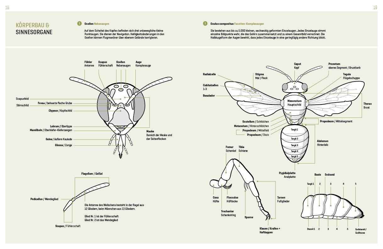 WILDBIENENHELFER: Wildbienen & Blühpflanzen