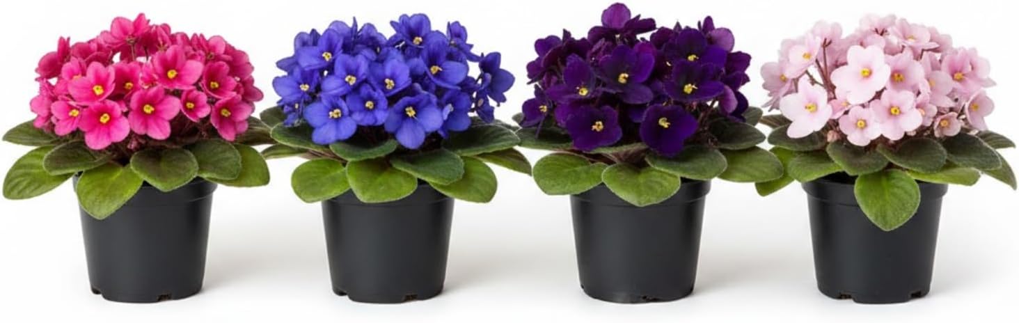 African Violet Plant, Live African Violet Flowers in 4'' Pot, Low-Maintenance Indoor Flowering Plant with Vibrant Blooms (Mix Blooms)