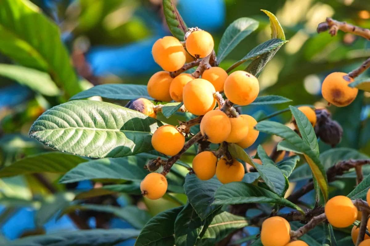 2 Japanese Plum Tree, Loquat Tree Live for Gardening