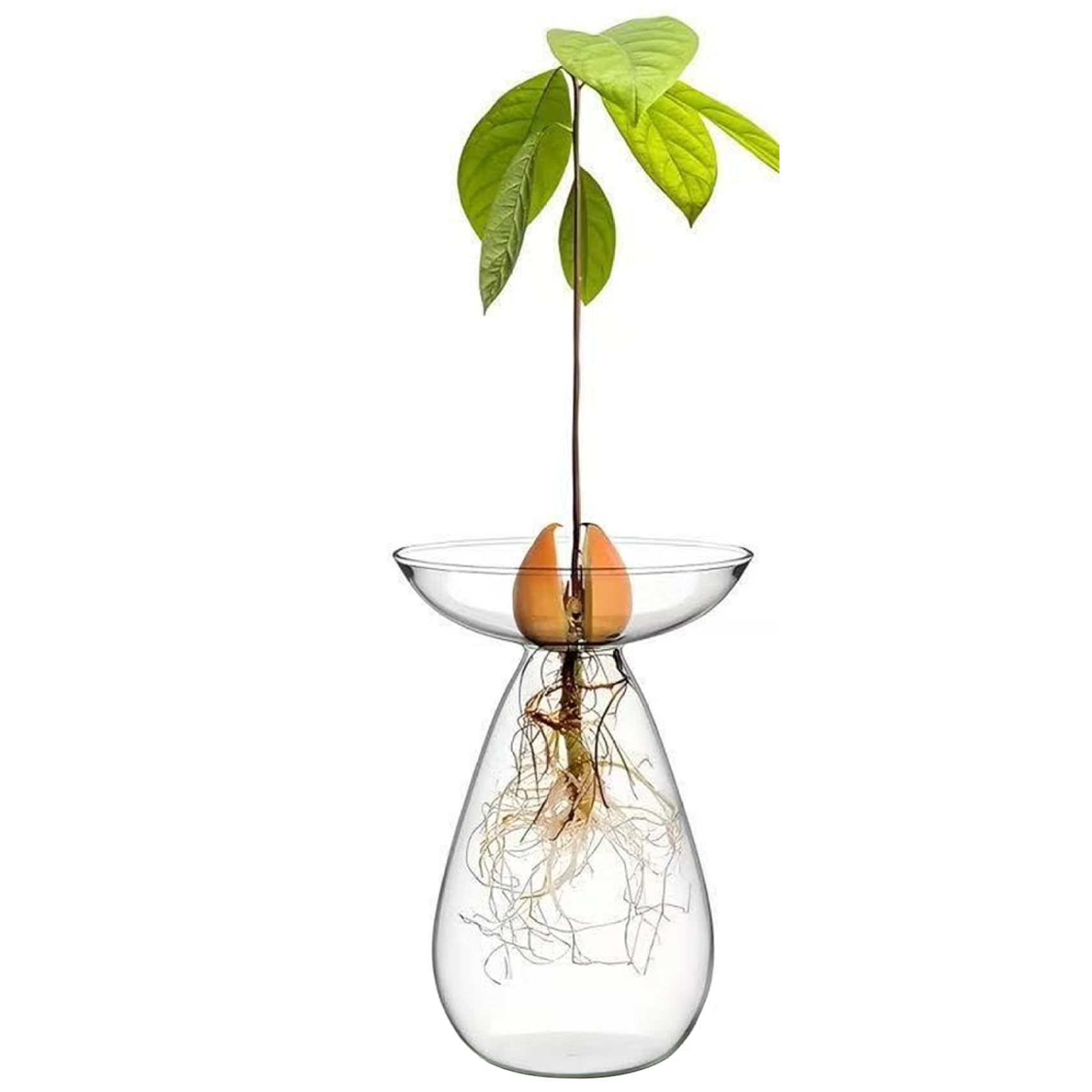 Macetas transparentes para plantas, florero de cristal transparente para semillas de aguacate, macetero para plantas hidropónicas, kit de cultivo de árboles pequeños para decoración de interiores, ho