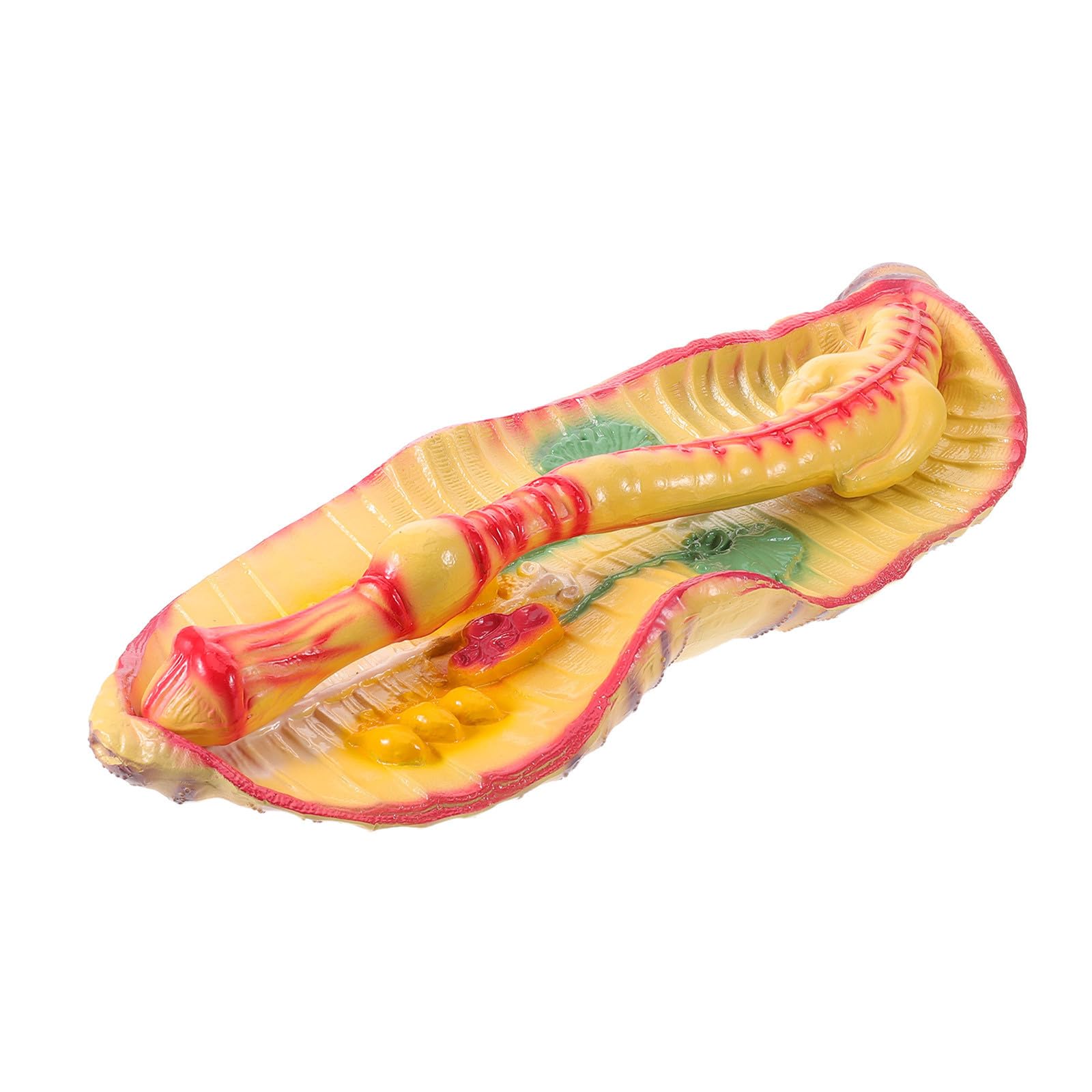 ULTECHNOVO Modèle Anatomique Agrandi Support Pédagogique Complet de Terre en Plastique pour Dissection pour Cours de Sciences en Classe