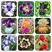 Rare Heirloom Iris Tectorum Perennial Flower Seeds, Professional Pack, 20 Seeds / Pack, Very Beautiful Flowers
