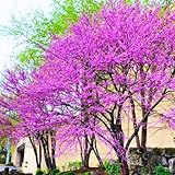 Set 5 Redbud Trees Live Plants, 1-2 Feet Tall, Dormant Bare Root Trees, Hardy Flowering Red Bud for Outdoor Planting