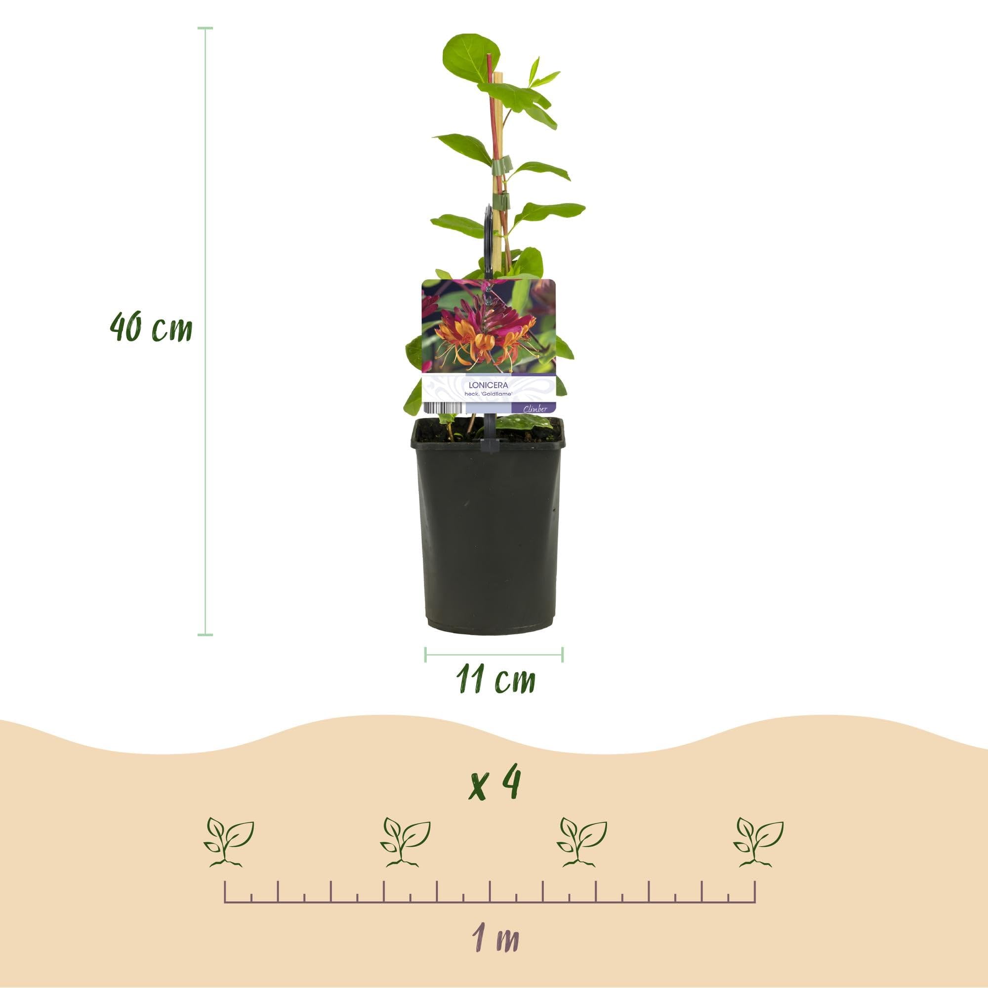 planting ashwagandha Ashwagandha – Sawmill Herb Farm main image 0