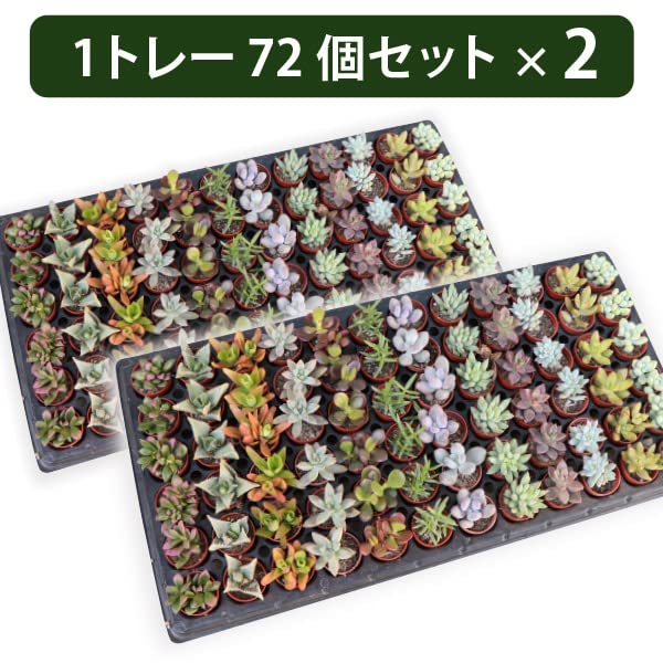 Amazon.co.jp: 生産者直送！多肉植物ミニ苗 品種アソート 144個