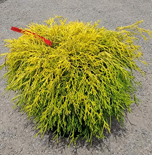 Gold Mop Cypress - Dwarf Golden Evergreen Shrub - 3 Gallon Size #TOP1