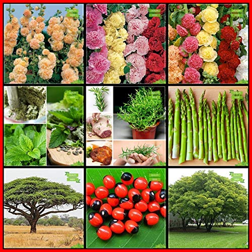 Creative Farmer Combo Plant Seeds Amazon.in Garden & Outdoors