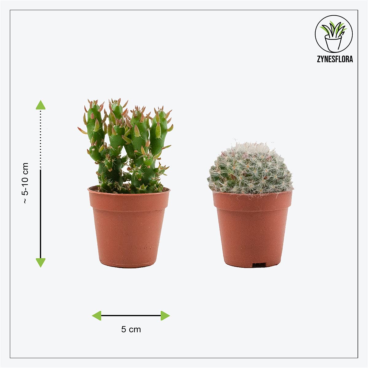 Cactus et Succulentes Naturelles en pot de fleurs Ø 5.5 cm - Lot de 18 - Hauteur: 5-10 cm - Mélange de Succulentes Petite Variétés Diverses Plantes Grasses d'Intérieur