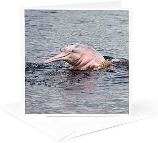 Greeting Card - Brazil, Amazon, Manaus, Rio Negro, pink river dolphin saying hi. - Dolphins