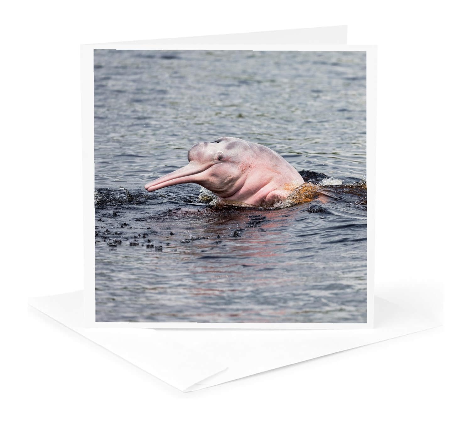 3dRoseGreeting Card - Brazil, Amazon, Manaus, Rio Negro, pink river dolphin saying hi. - Dolphins