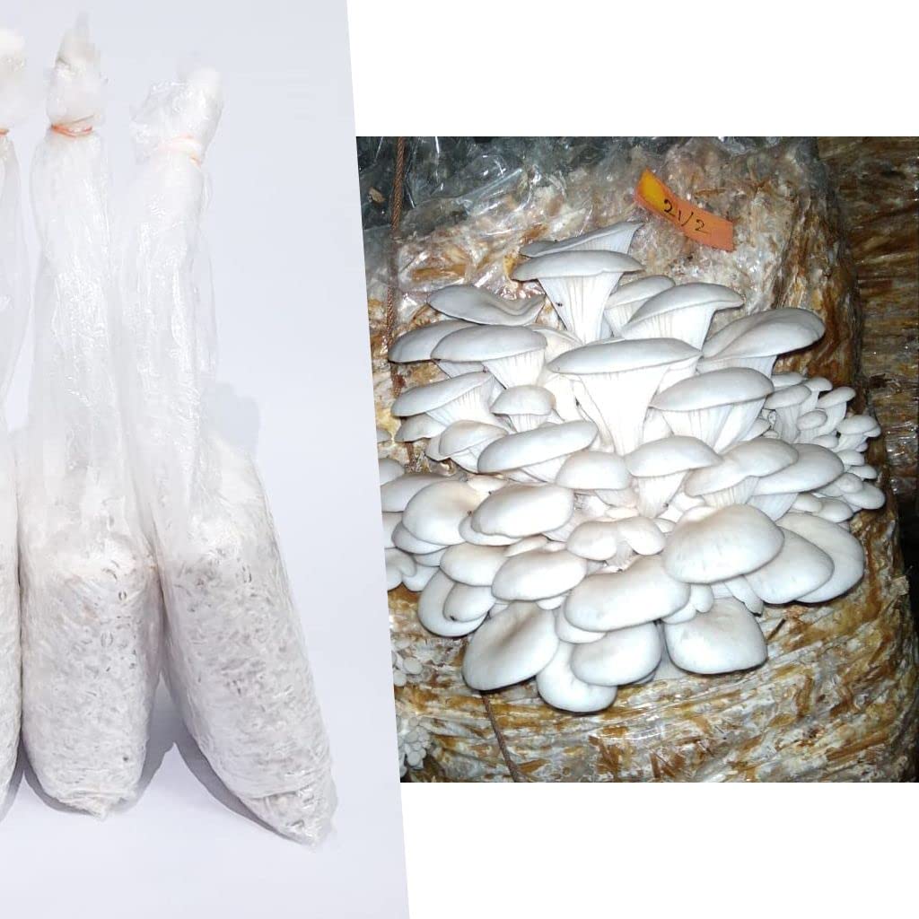 Greenwise Oyster Mushroom Spawn (Pack of 1 KG + PP bags), First