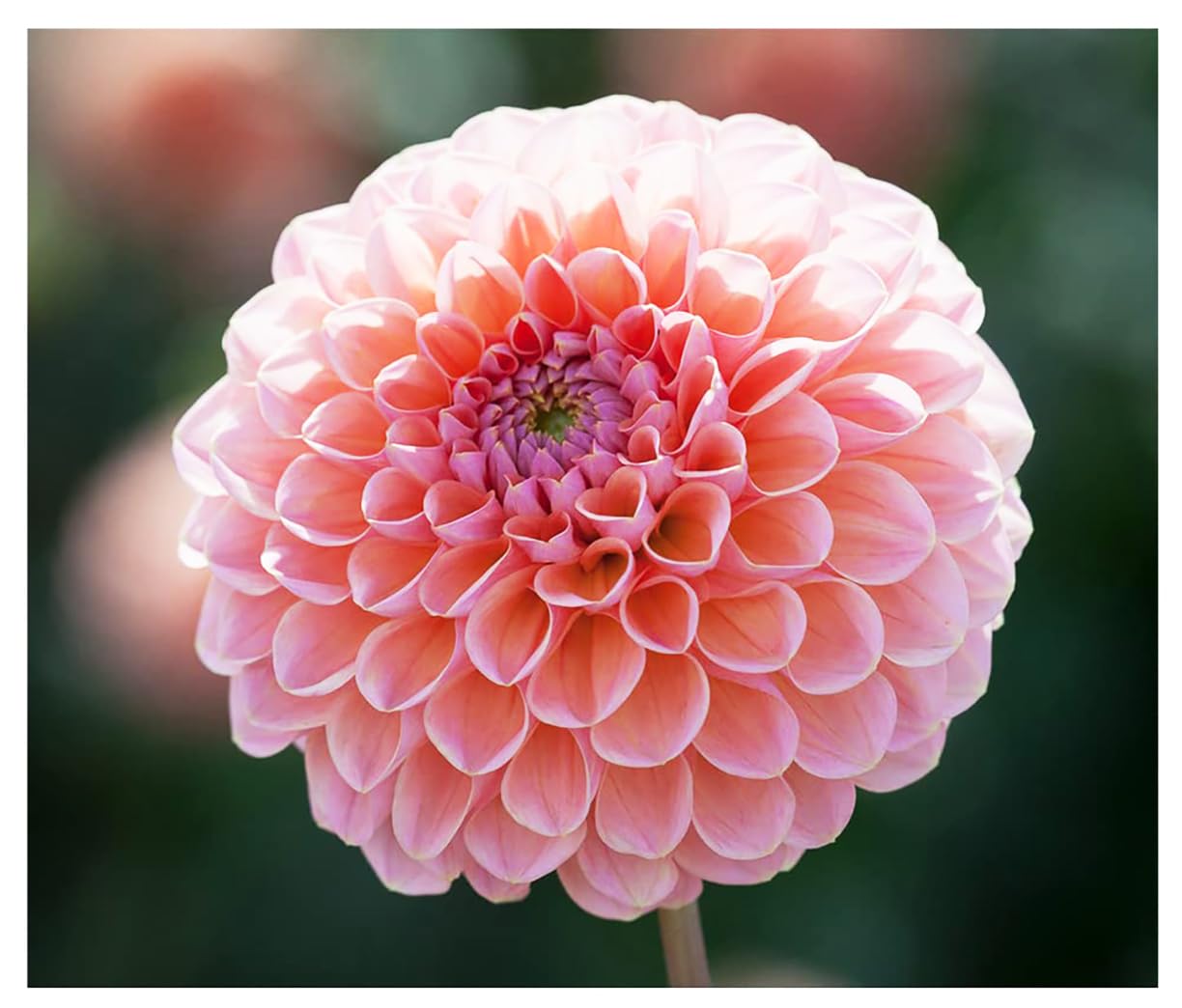 Linda's Baby Dahlia