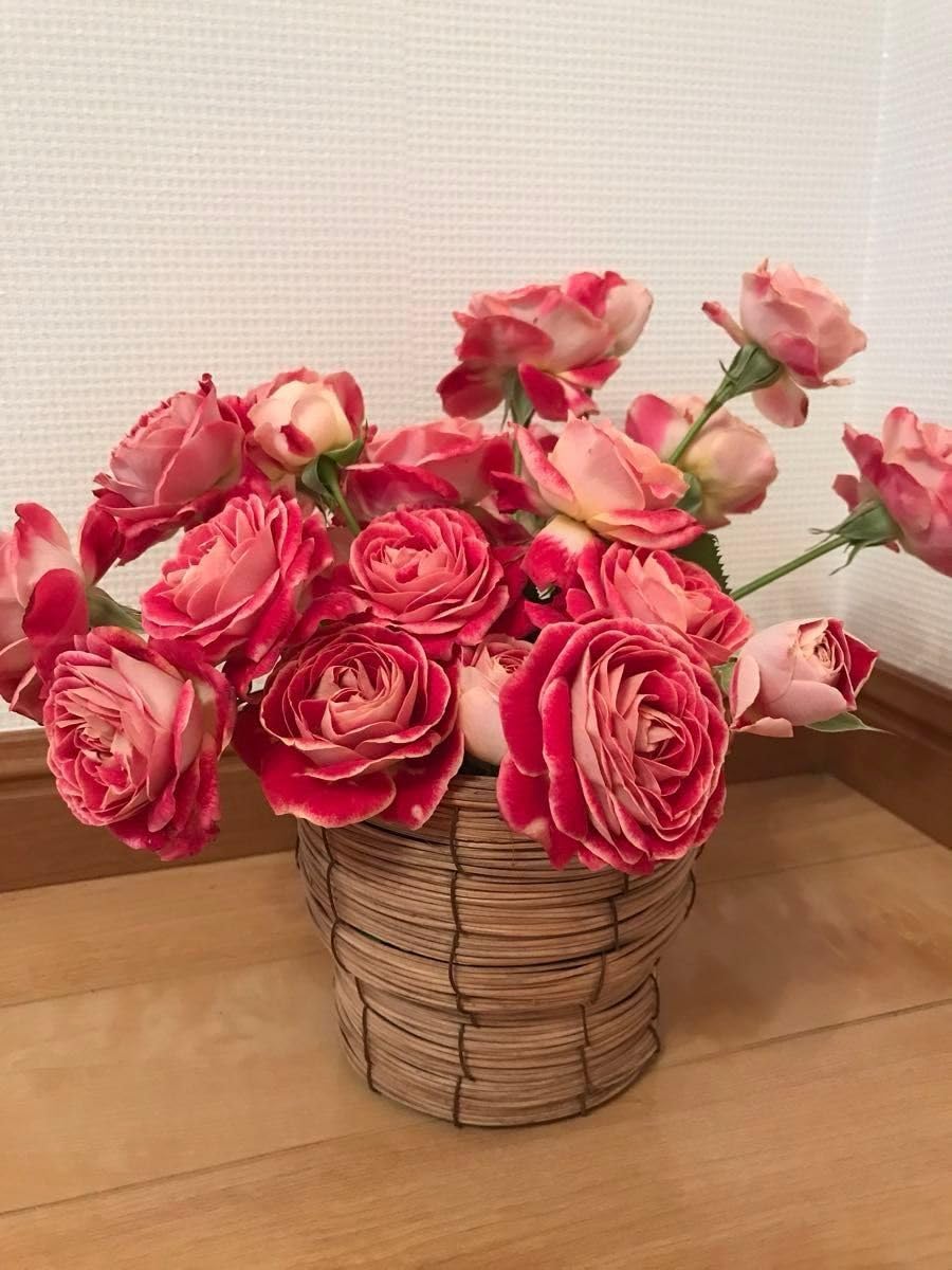 切り花品種バラ苗 レアバラ Pinky Pi♡ Rose 入手難しい 切り花品種