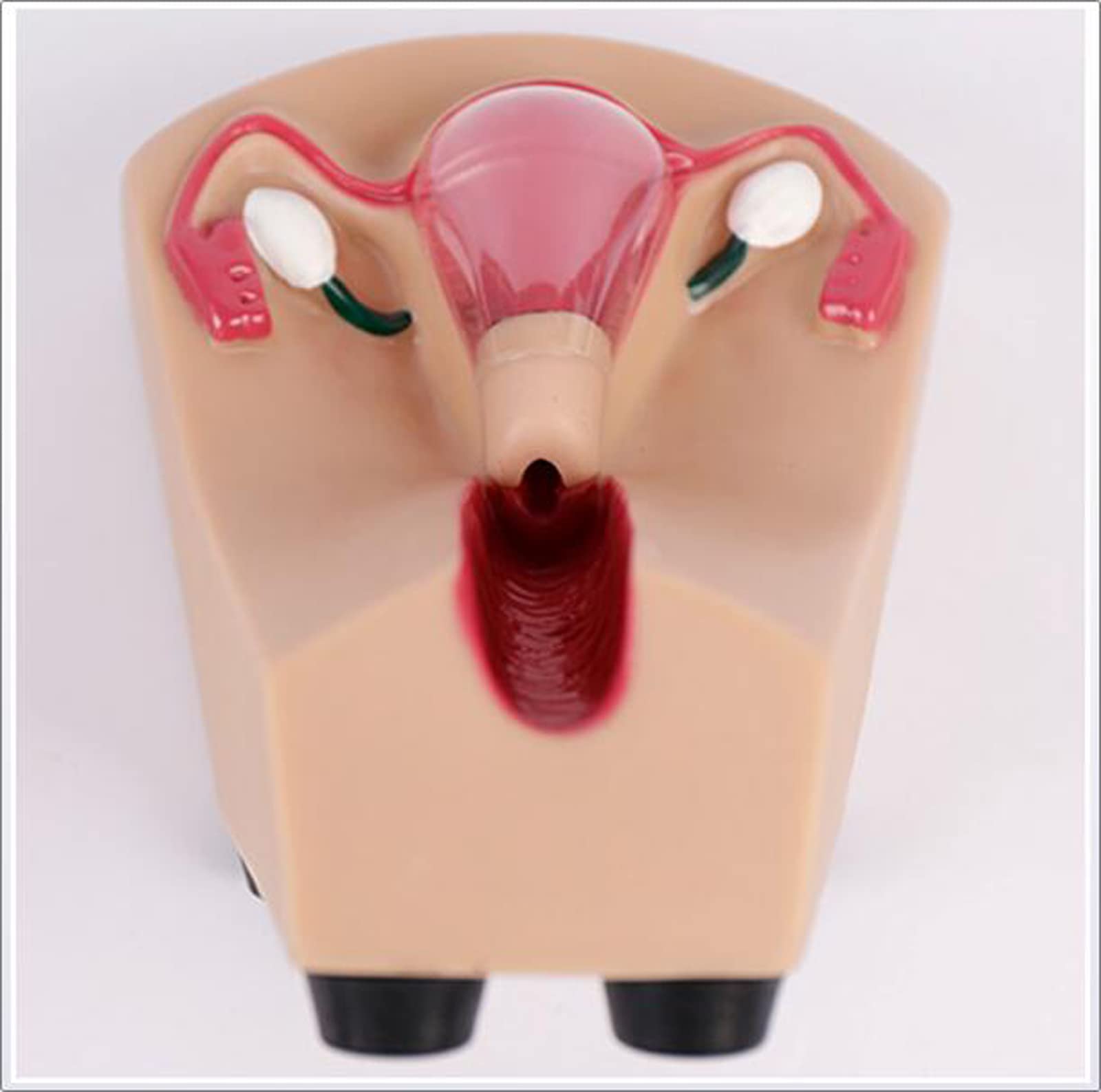 Modello didattico dell'organo riproduttivo uterino Modello di contraccezione intrauterina Femminile e Dispositivo di Formazione Simulatore per Strumento didattico di Studio