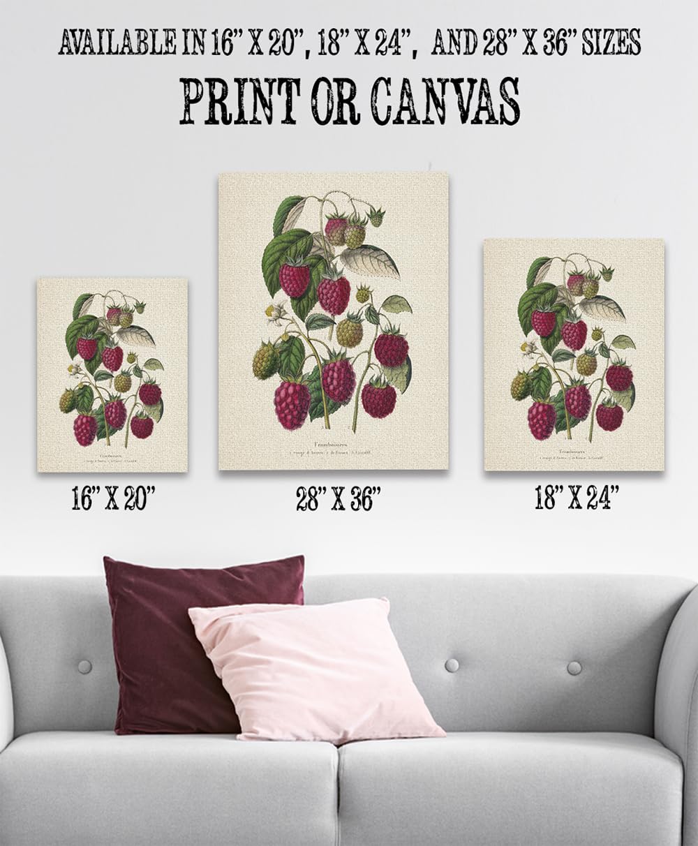 Amazon.com: Vintage Raspberry Botanical Print 28x36 Unframed