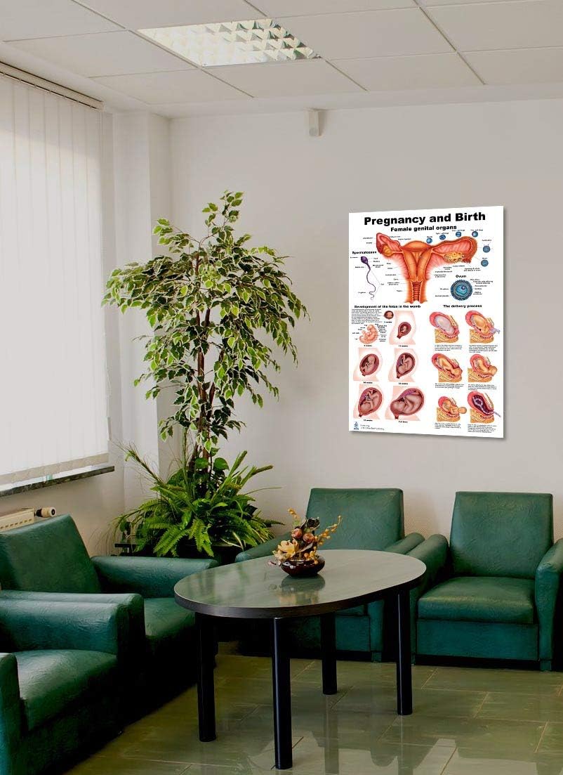 Blue Tree Publishing Pregnancy and Birth poster 24 x 36 Heavy Plastic and Dry Erase Compatible