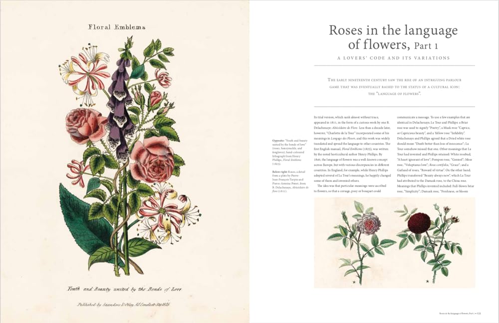 RHS The Rose: The history of the world's favourite flower in 40 roses