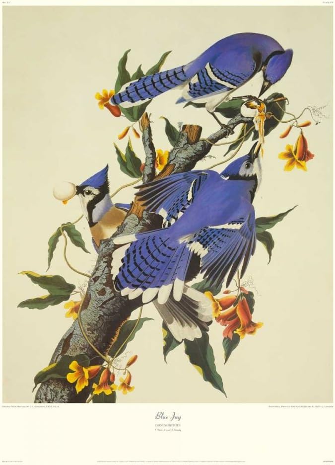 Blue Jay (Decorative Border) Poster Print by John James Audubon (10 x 8)