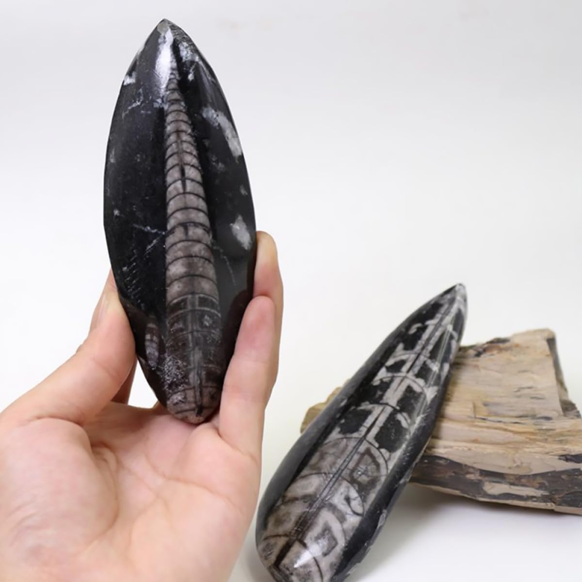 Cabilock Juguete Educativo Fósil de Ortoceras Negro, Espécimen Mineral para Desarrollar Creatividad Función Decorativa, Adecuado para Laboratorio Científico y Día del Niño