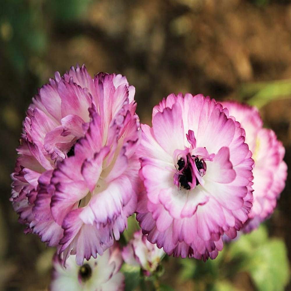 TYNYY 10pcs Unique Purple Lace Ranunculus Bulbs Buttercup Perennial Herb Stems Growth Upright Suitable Novice Gardeners to Planted at Home