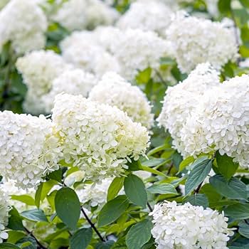 Hortancia-100-178PI×2枚 178BL×2枚 135BL×2枚 Amazon.com