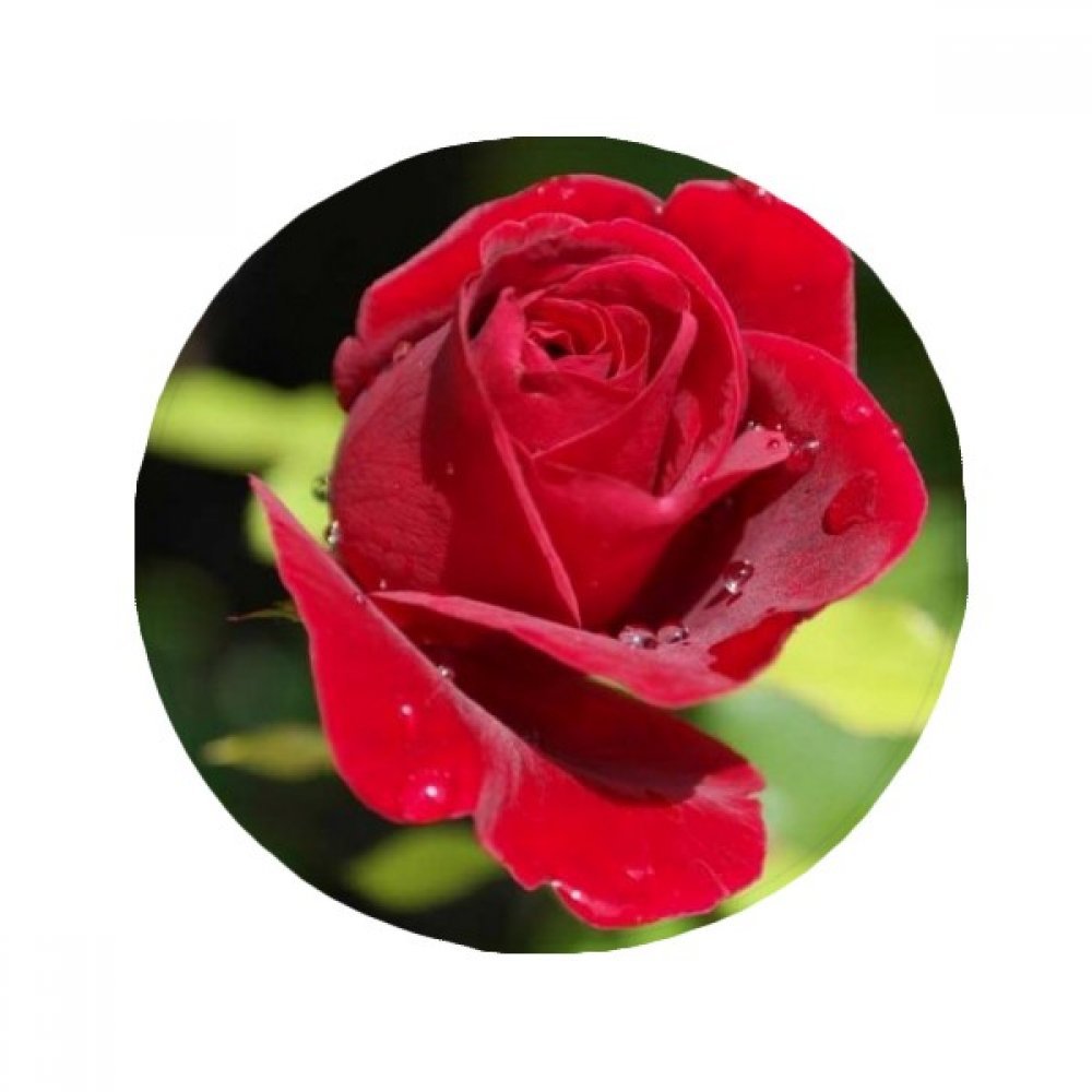 Tapis de salon rond 80cm imprimé roses rouges, une idée cadeau originale