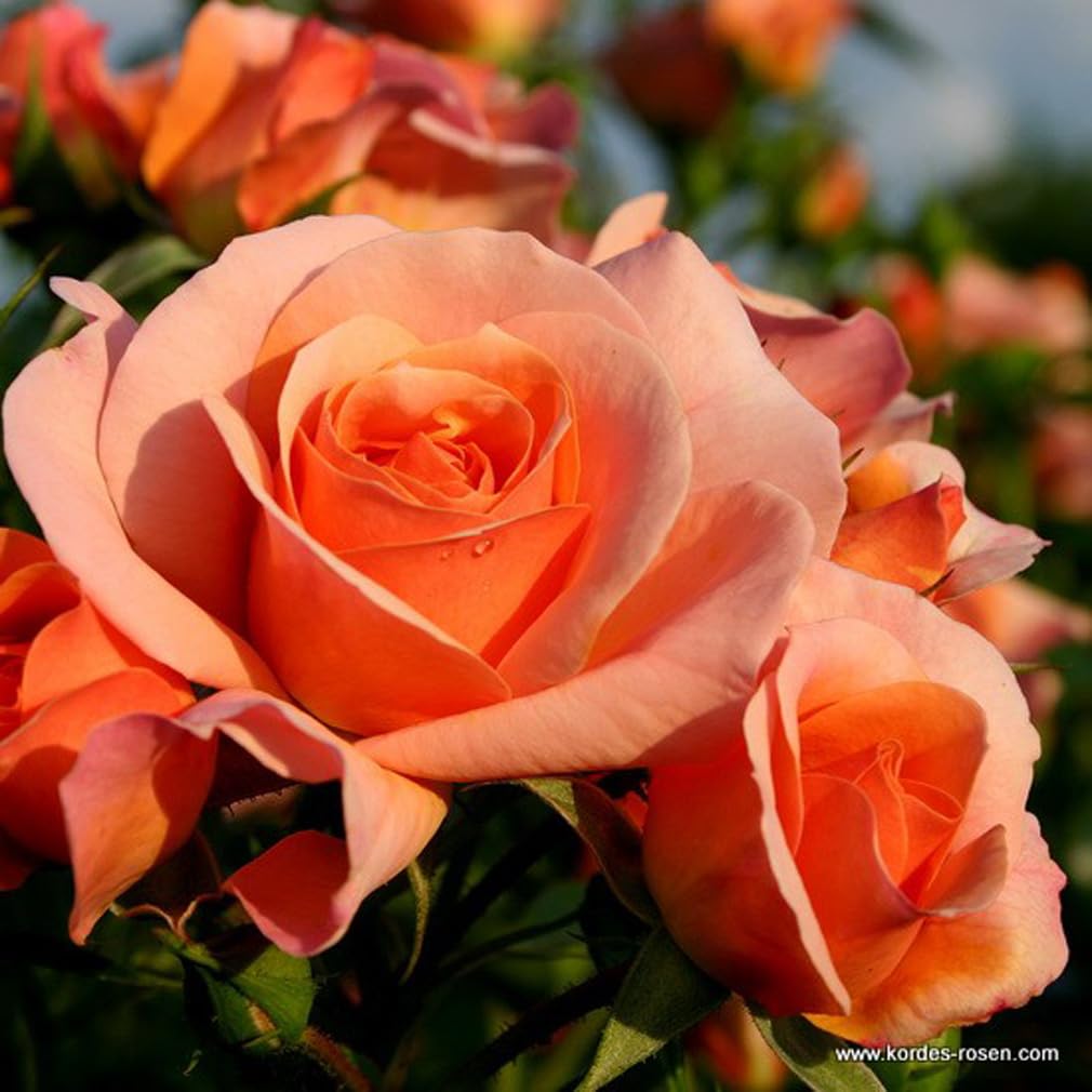 2 x Rose - Rosa 'Aprikola' Topf 25-30 cm - Die blühfreudige und duftende Rose aus der Serie Rigo von Kordes