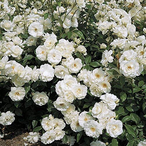 See full amazon price history chart for EdensField Rare Grafted Pink White Double Climbing Rose perinnial Flower 2 Healthy Live Plant New EdensField Rare Grafted Pink White Double Climbing Rose perinnial Flower 2 Healthy Live Plant New (B09L6SYZ6J) Amazon Price History, Amazon Price Tracker