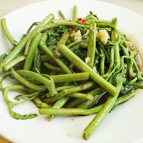 250 semillas de mimosa de agua para plantar - Hat Rau Rut - AKA. Planta sensible, Neptunia Oleracea, plantas perennes, plantas comestibles