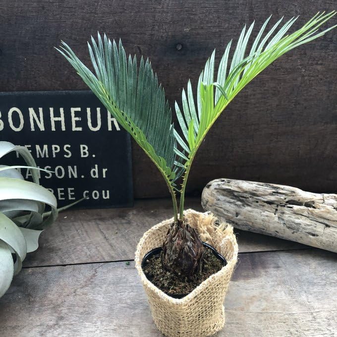 Amazon｜ソテツ 南国の風 エキゾチック 蘇鉄 育てやすい 観葉