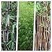 Produktbild 3 x Fargesia Kollektion' 60-80cm (GartenBambus) C2 BLICKFANG SCHÖNHEIT