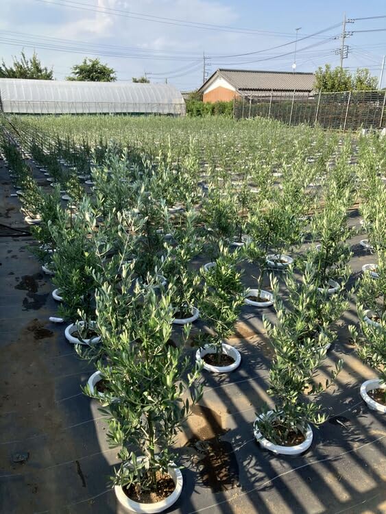 Amazon｜オリーブ アルベキーナ8号 | 観葉植物 植物 グリーン オリーブ