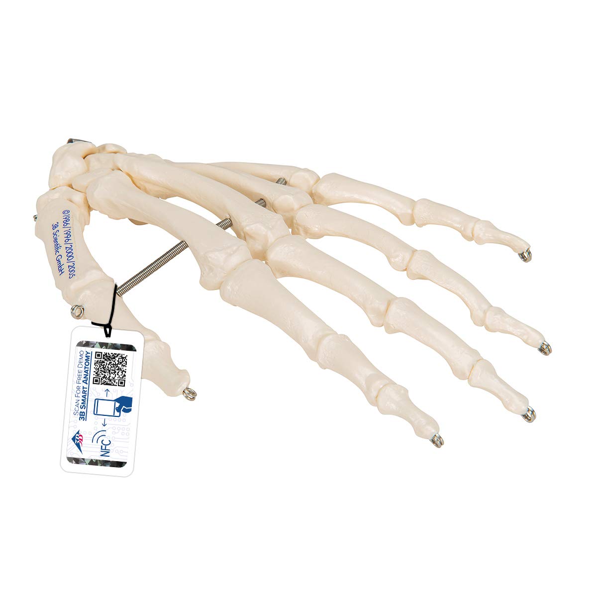 3B Scientific A40/L, A40/R Scheletro della Mano su Filo Metallico + software gratuito di anatomia - 3B Smart Anatomy