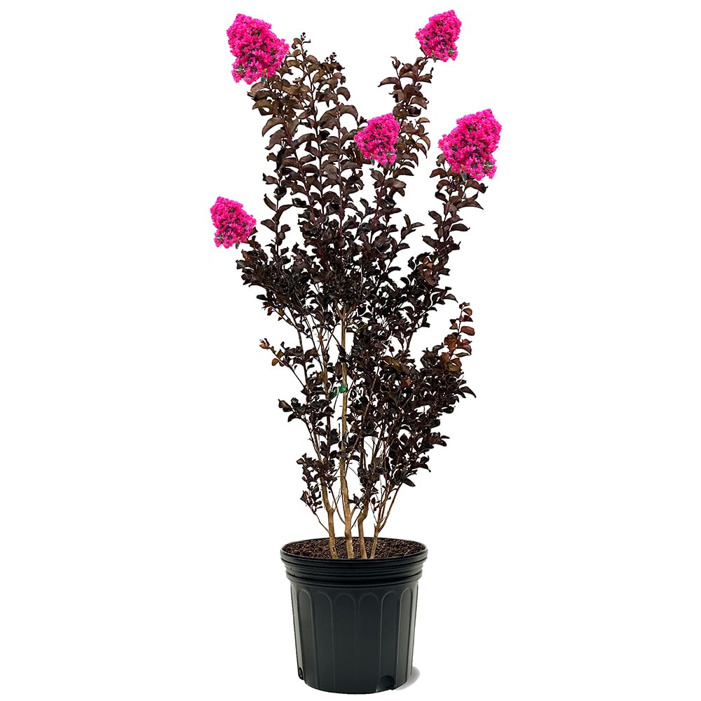 Generic Black Diamond Crape Myrtle Mystic Magenta