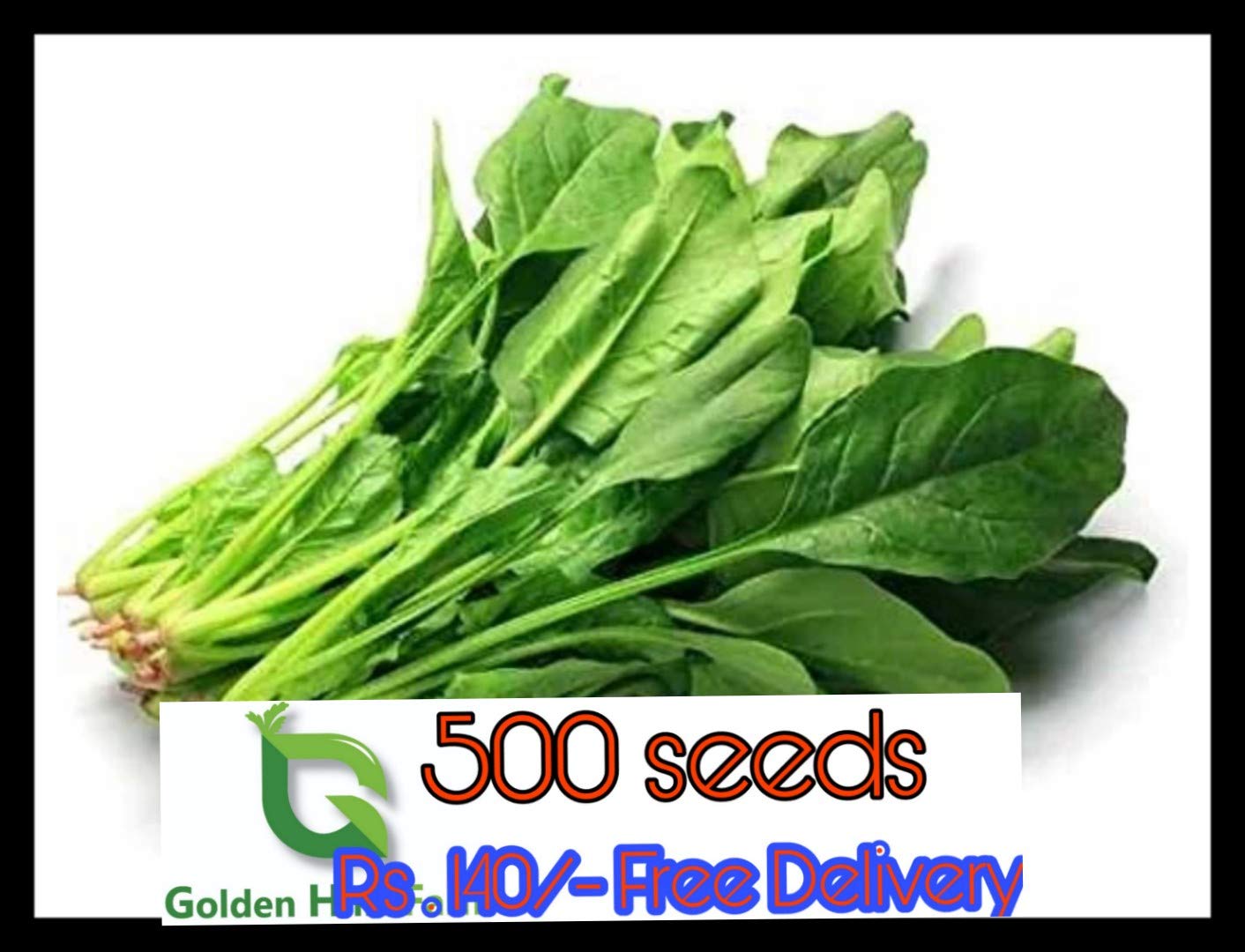 Golden Hills Farm 500 seeds Palak Cheera Seeds Kitchen Garden Pack Vegetable Seeds (B07RJ9M815) Amazon Price History, Amazon Price Tracker