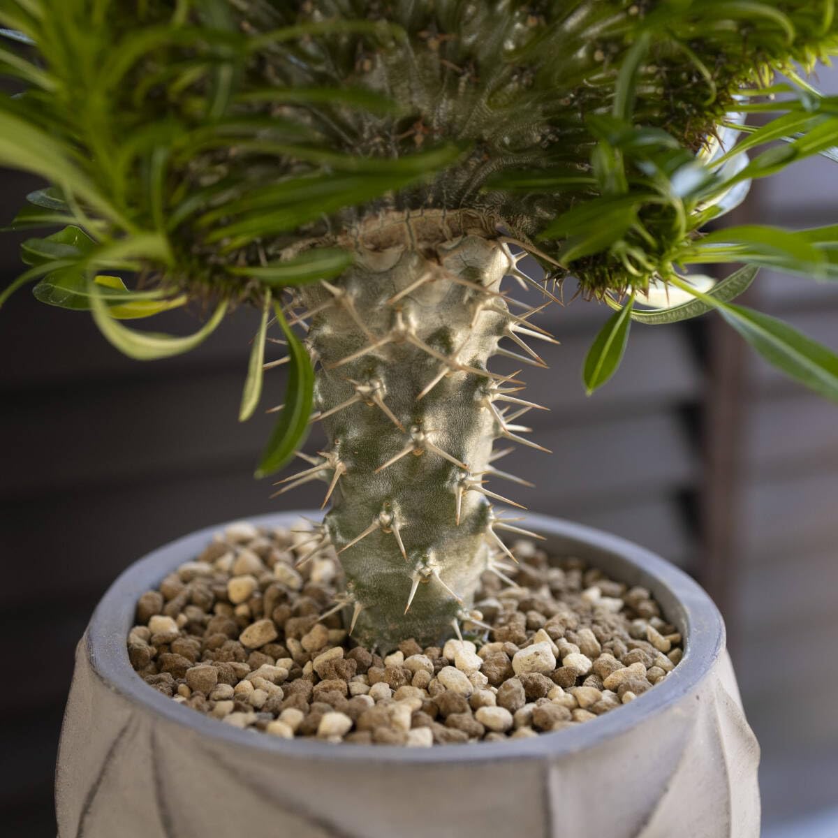 Amazon.co.jp: ラメリー 綴化 パキボディウム 接木 4.5号陶器鉢