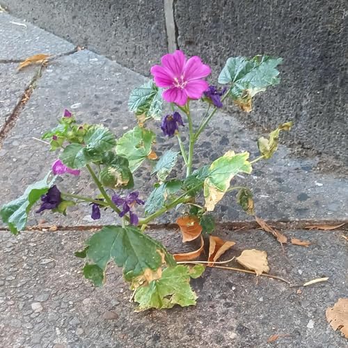 Inklusion macht gl&uuml;cklich - #12 Stress mit Widerst&auml;nden - Unm&ouml;gliches m&ouml;glich machen