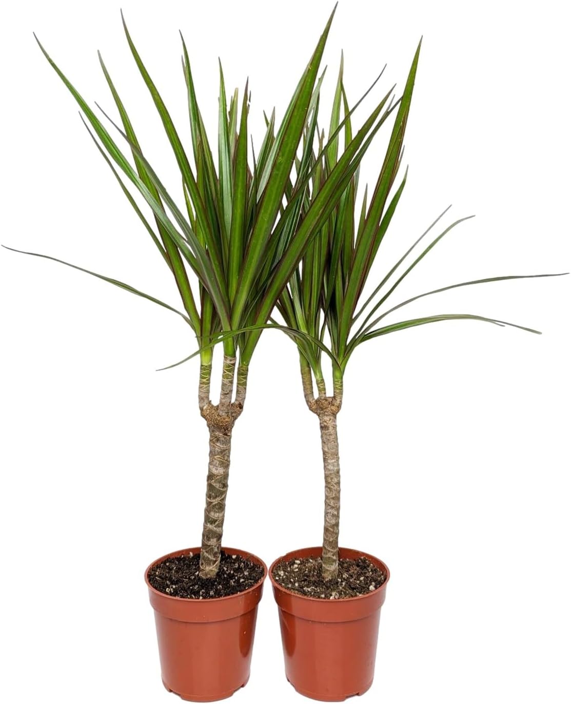 Easy to Grow Dracaena Marginata Cane Live Plant (2 Pack) Indoor Houseplant in a