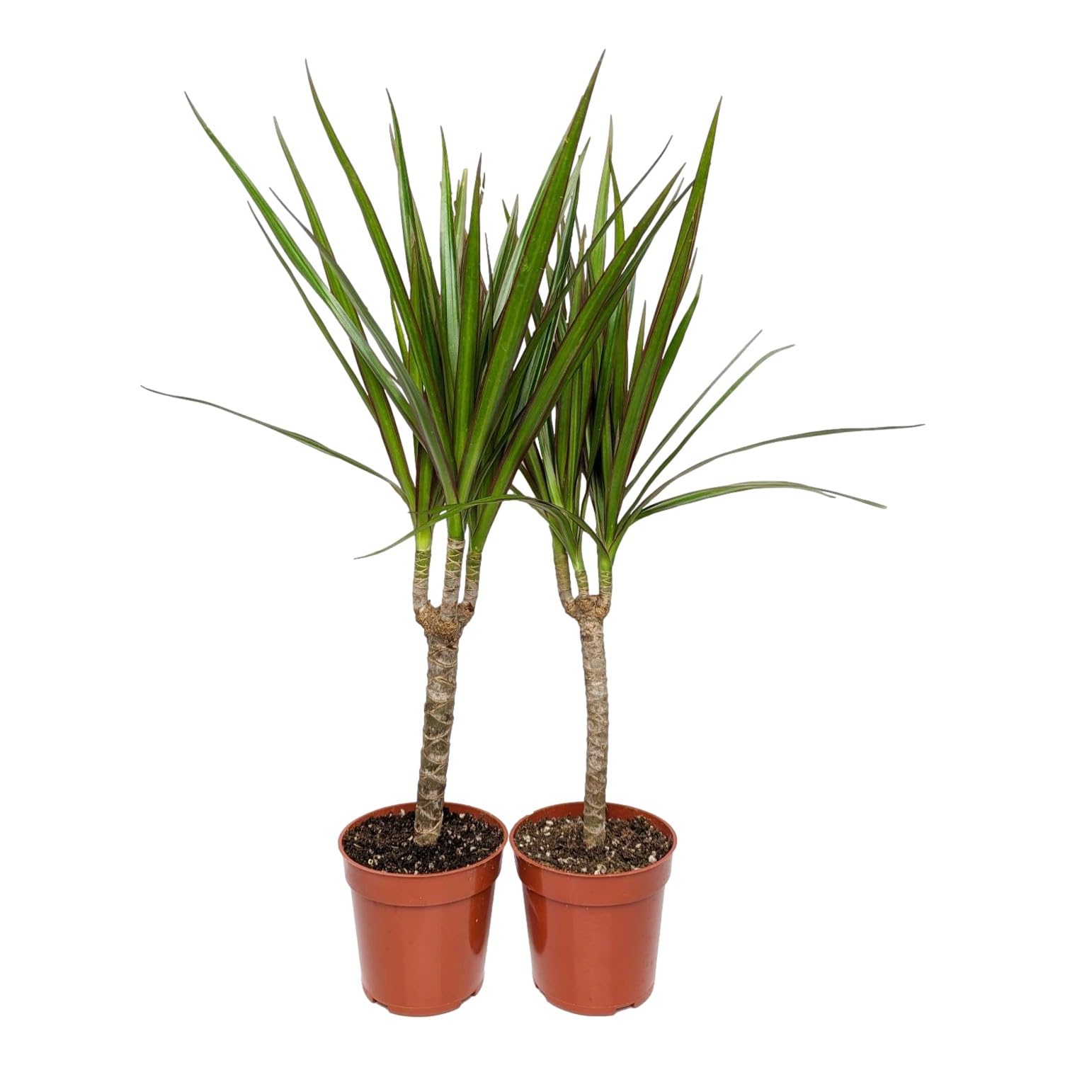 Easy to Grow Dracaena Marginata Cane 2 Pack