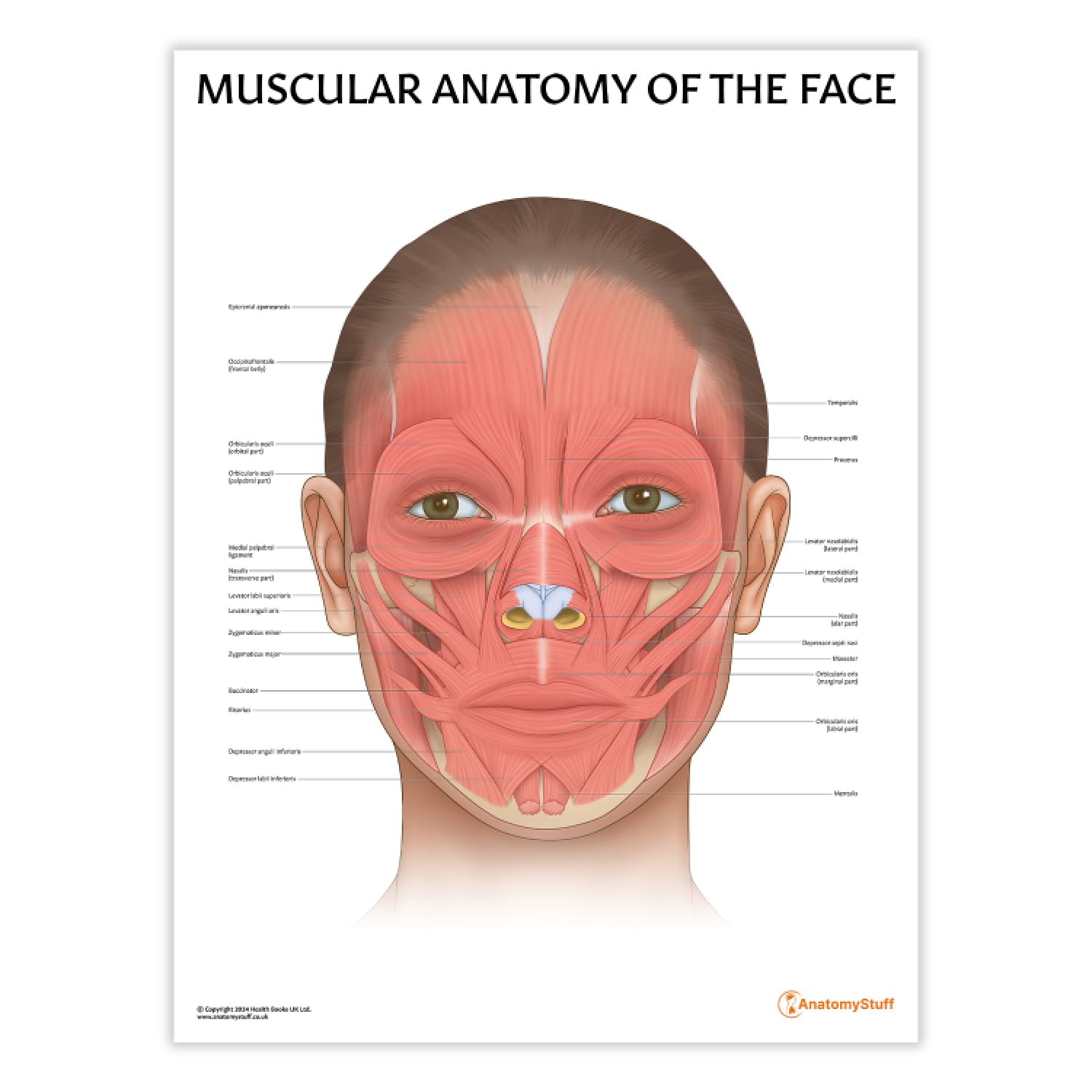 Anatomy Stuff Msucles Of The Face Anatomystuff Muscular Anatomy Of The Face Poster, 45X60 Cm, 18X24 Inches, Facial Muscle Chart, Aesthetician Education Wall Diagram
