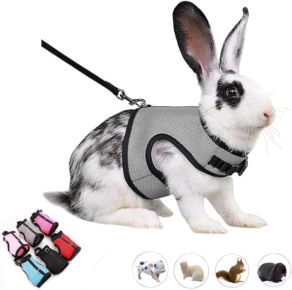 WeimoMonkey Escape Proof Bunny Harness and Leash Set, Grey, XL