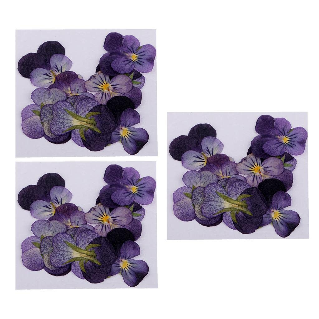 Colcolo 36Pcs Pressed Real Dried Flowers Violet Flower for Jewelry Makings