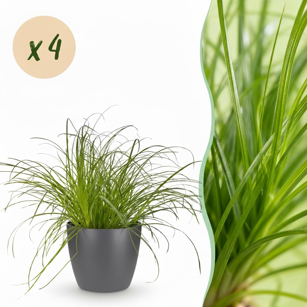 Pianta Cyperus Zumula Verde, Erba Gatta per Animali, Set di 4, Vaso 12 cm