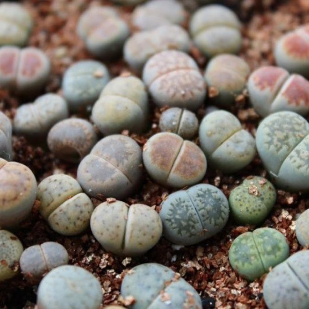 Generic Semillas de Lithops, 100 piezas Rare Mix Semillas de Lithops Piedras vivas Suculentas Cactus Semillas saludables a granel
