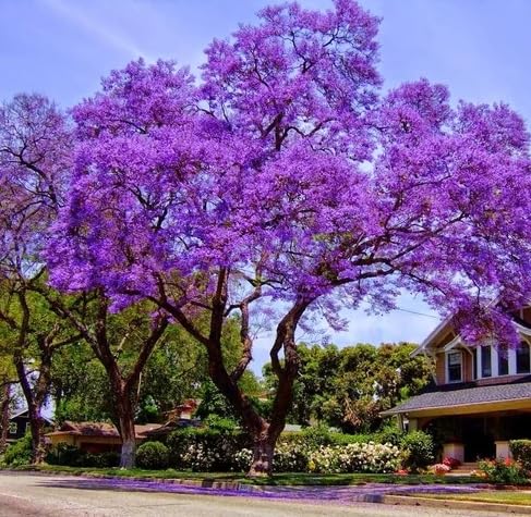 Eureka Farms Jacaranda Mimosifolia Live Plant - Easy to Grow Flowering Tree Great for Nature Lovers & Gardeners - Wellspring Gardens Live Jacaranda Tree - Outdoor Planting (2GAL Pot, 2-3FT), Purple