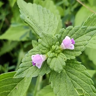 semillas de ortiga muerta perenne plantas resistentes para el jardín Semillas para camas elevadas, plantas para lugares soleados plantas exóticas resistentes hierbas de jardín de 250pcs