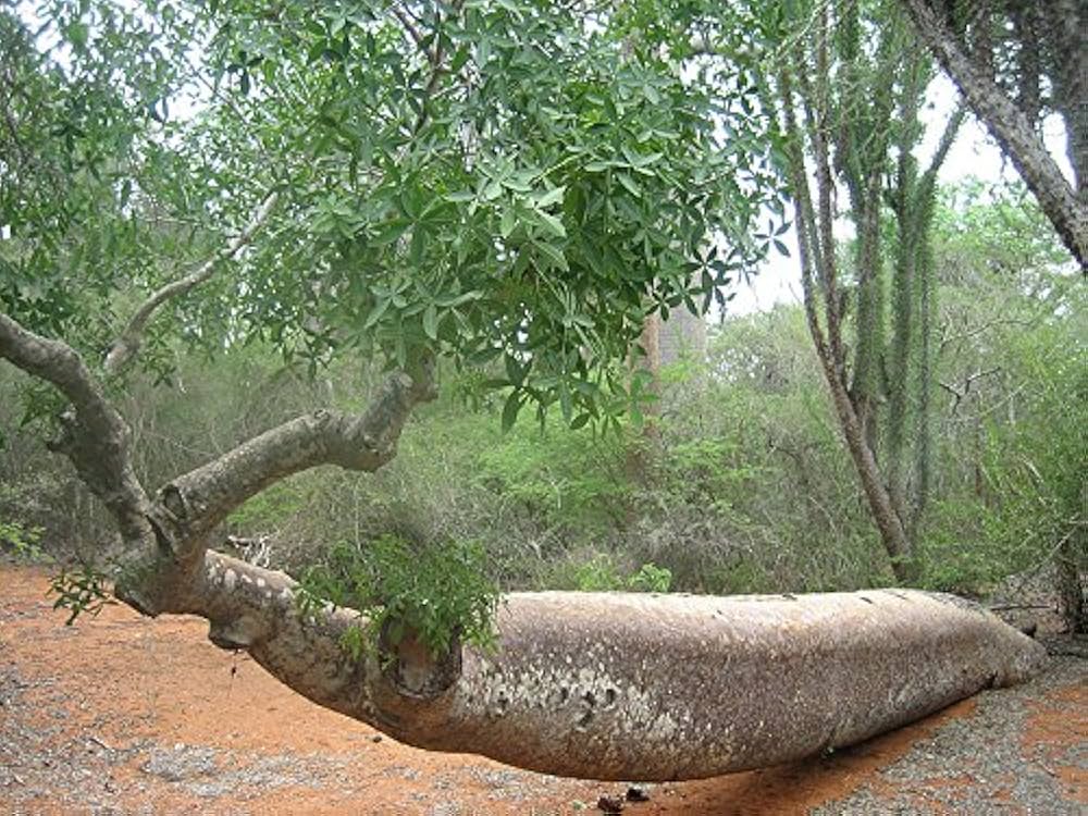 アダンソニア ザー バリエガータ　（バオバブ）　鉢ごと発送 楽天市場】観葉植物/[ザ・ファームセレクト]バオバブ