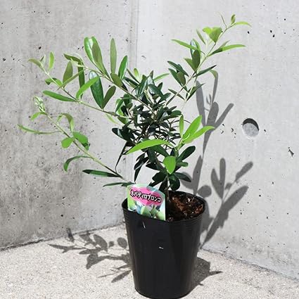 Amazon Co Jp オリーブの苗木 品種 ネバディロブランコ 4号ポット苗 品種で選べる果樹苗 挿し木苗 1個売り 学名 Olea Europaea Nevadillo Blanco モクセイカ科オリーブ属 常緑中高木 原産地 スペイン ネバディロブランコは 育てやすく数ある オリーブの中で